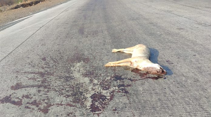 भिगवण बारामती रोडवर अज्ञात वाहनाच्या धडकेमुळे कोल्ह्याचा मृत्यू ; लामजेवाडी गावच्या हद्दीतील प्रकार